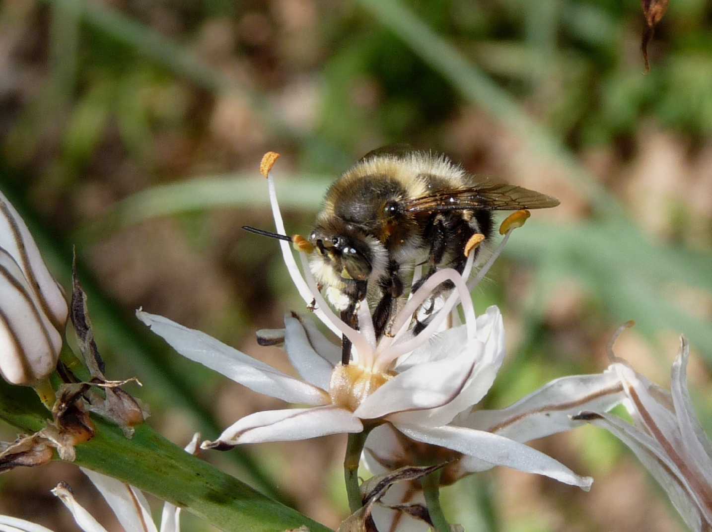 Anthophora plumipes (?)